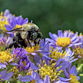 Bumble Bee on Flowers - Atlanta Botanical Garden