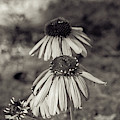 Coneflower Ending It's Season - Atlanta Botanical Garden